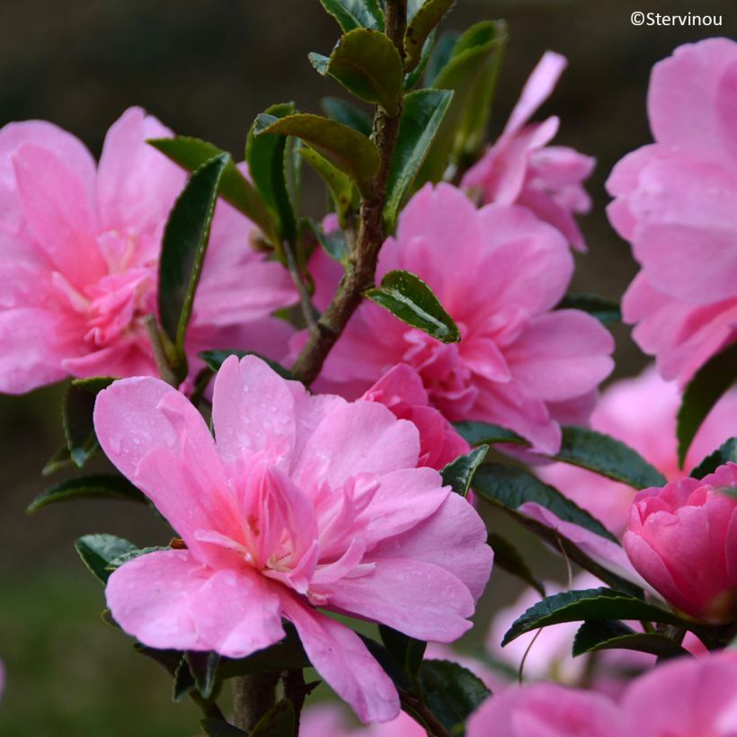 Camélia d'automne Elfin rose - Camellia x hiemalis (Floraison)
