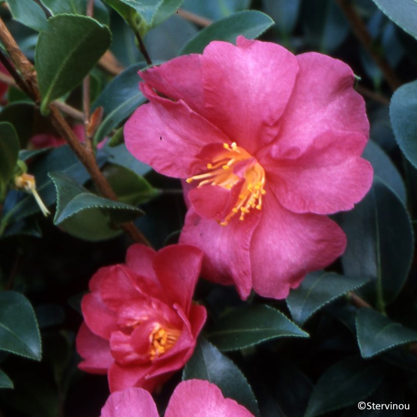 Camélia d'automne Hiryu - Camellia sasanqua (Flowering)