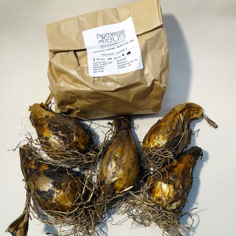 Example of Camassia cusickii Boîte calibre 14+ as you get