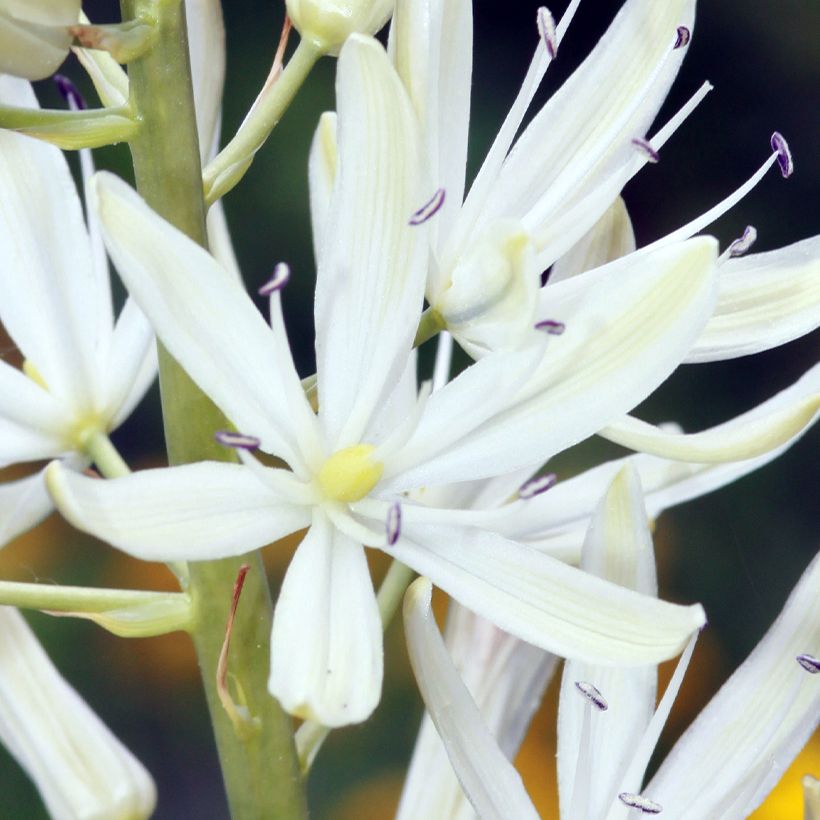 Camassia leichtlinii Blanc (Flowering)