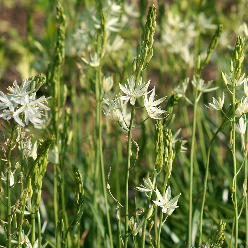 Camassia leichtlinii Blanc (Plant habit)