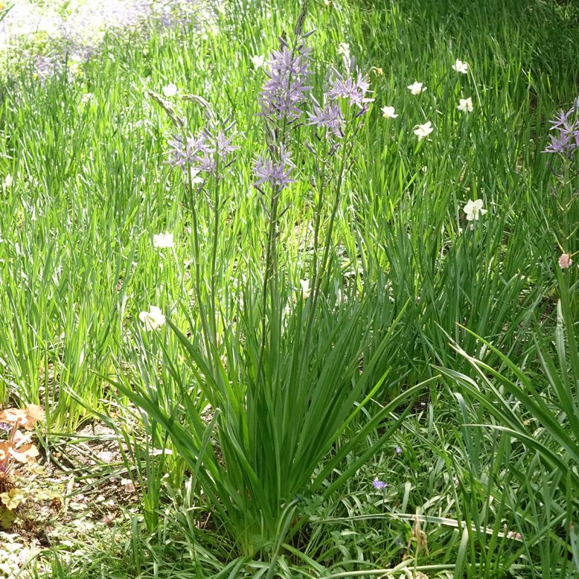 Camassia leichtlinii Caerulea (Plant habit)