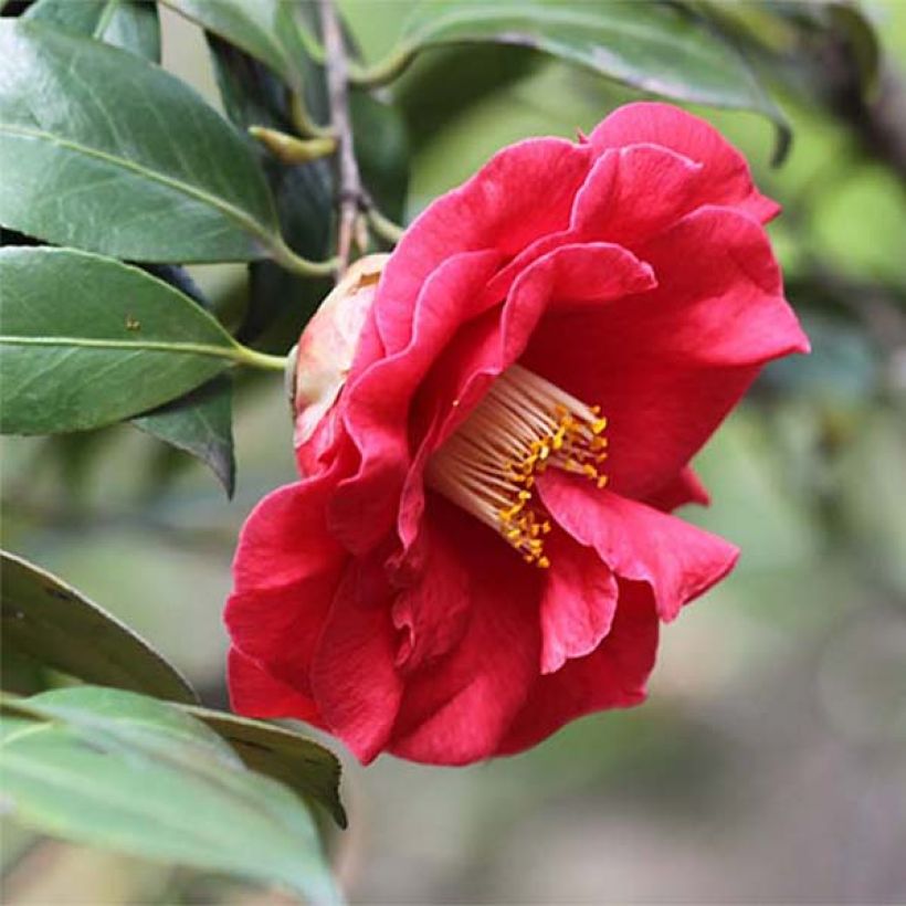 Camélia Adolphe Audusson - Camellia japonica (Flowering)