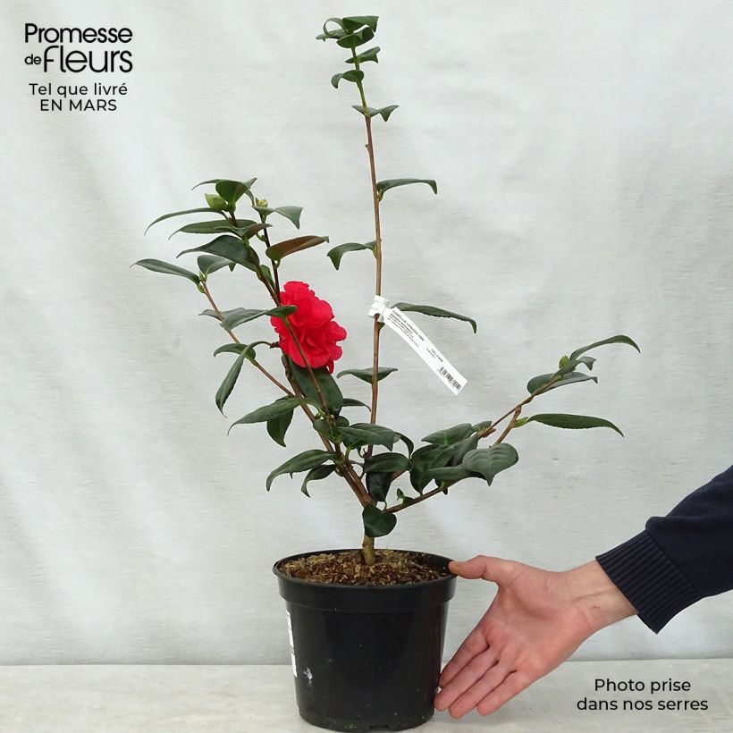Example of Camélia Adolphe Audusson - Camellia japonica Pot de 4L/5L as you get in printemps