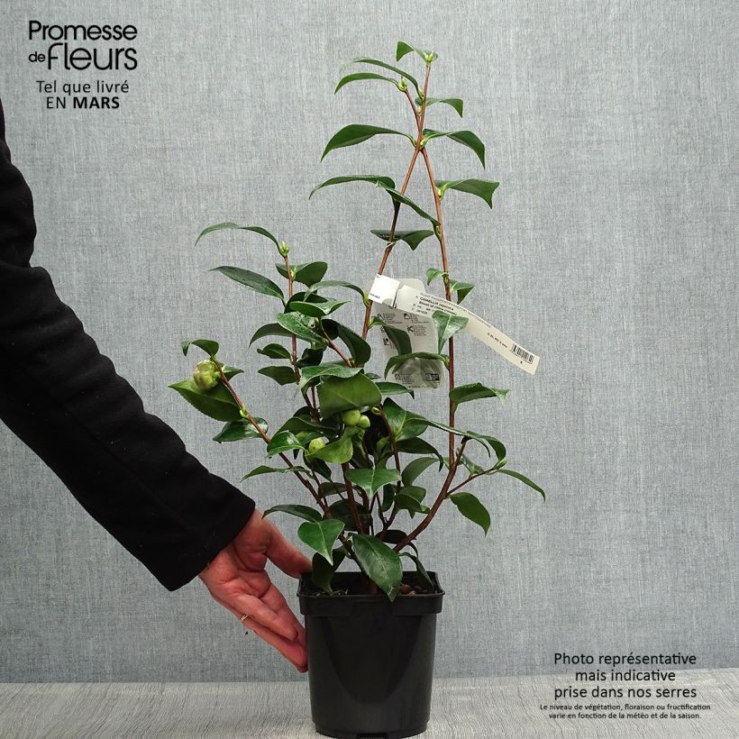 Example of Camélia Blood of China - Camellia japonica Pot de 2L/3L as you get in printemps