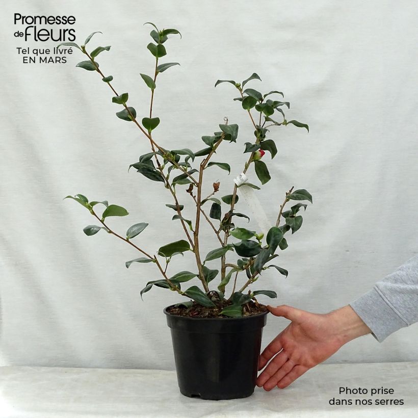 Example of Camelia Bob's Tinsie - Camellia japonica Pot de 4L/5L as you get in printemps