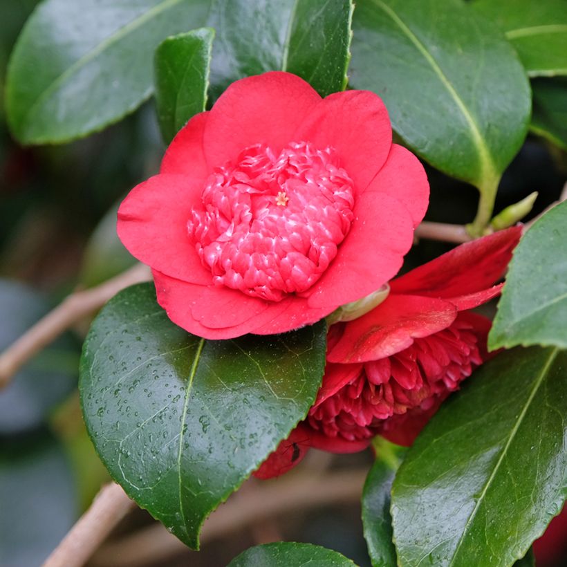 Camelia Bob's Tinsie - Camellia japonica (Flowering)