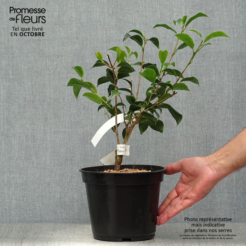 Example of Camélia Bokuhan - Camellia japonica Pot de 3L/4L as you get in automne