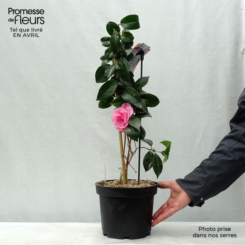 Spécimen de Camélia Bonomiana - Camellia japonica Pot de 3L/4L tel que livré au printemps