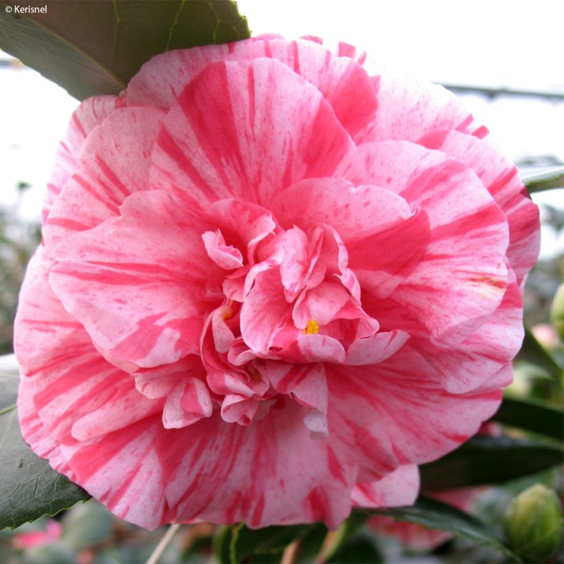 Camélia Comte de Gomer - Camellia japonica (Flowering)