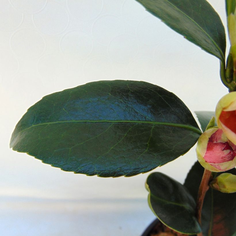 Camélia Coquetti - Camellia japonica (Foliage)