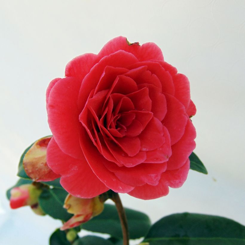 Camélia Coquetti - Camellia japonica (Flowering)