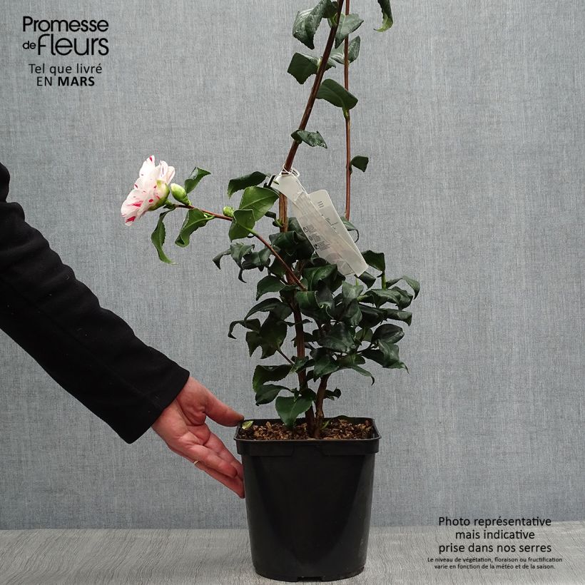 Example of Camélia Dainty California - Camellia japonica Pot de 2L/3L as you get in printemps