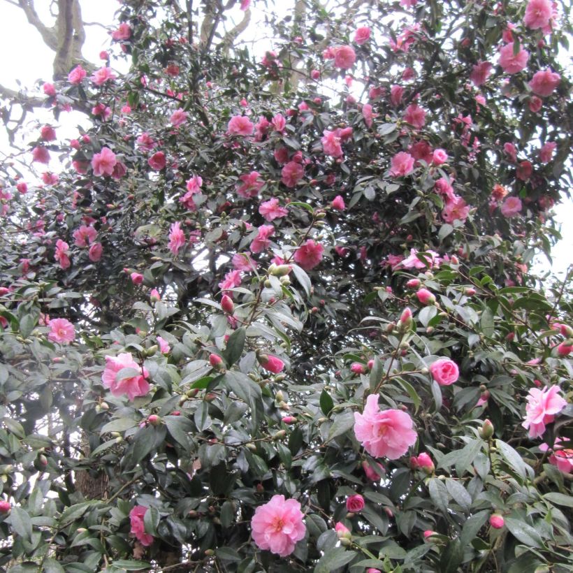 Camélia Donation - Camellia (x) williamsii (Flowering)