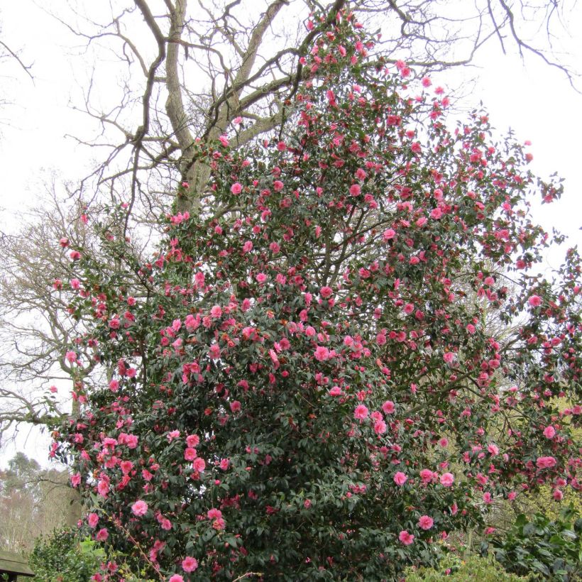 Camélia Donation - Camellia (x) williamsii (Plant habit)