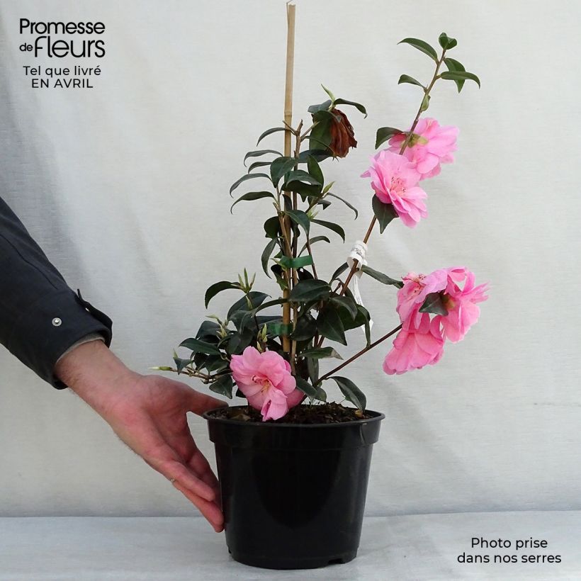 Example of Camélia Donation - Camellia (x) williamsii Pot de 2L/3L as you get in printemps