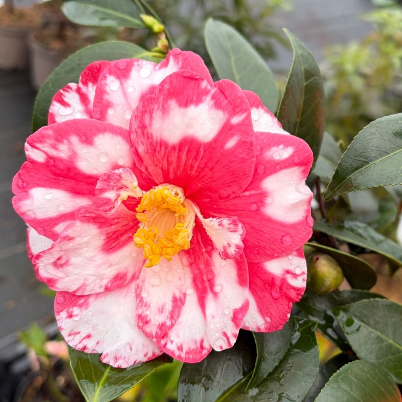 Camélia Donckelarii - Camellia japonica (Flowering)