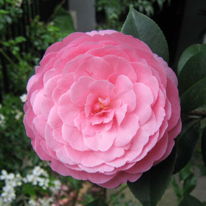 Camélia EG Waterhouse - Camellia (x) williamsii  (Flowering)