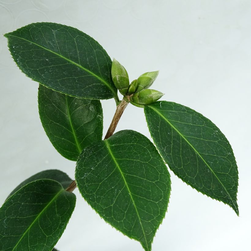 Camélia EG Waterhouse - Camellia (x) williamsii  (Foliage)