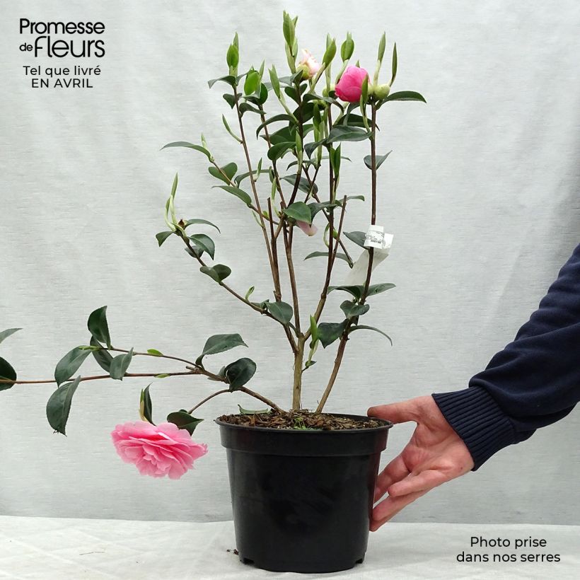 Example of Camélia EG Waterhouse - Camellia (x) williamsii  Pot de 4L/5L as you get in printemps