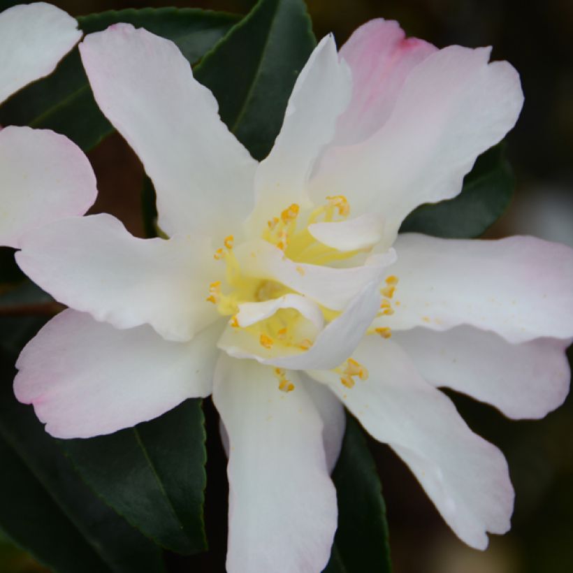Camelia d'automne - Camellia sasanqua Frosted Star (Flowering)