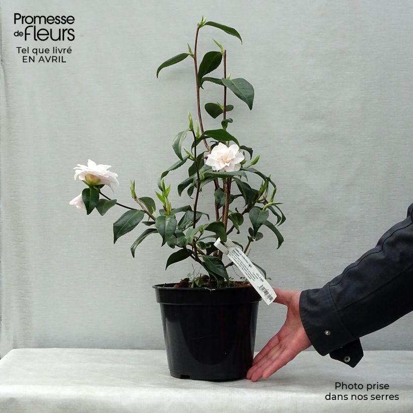 Example of Camélia Hagoromo - Camellia japonica Pot de 4L/5L as you get in printemps