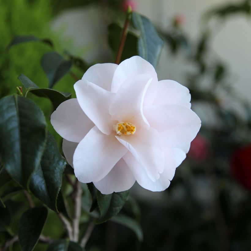 Camélia Hagoromo - Camellia japonica (Flowering)