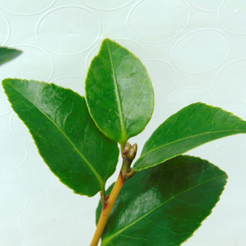 Camélia Il Gioiello - Camellia japonica (Foliage)