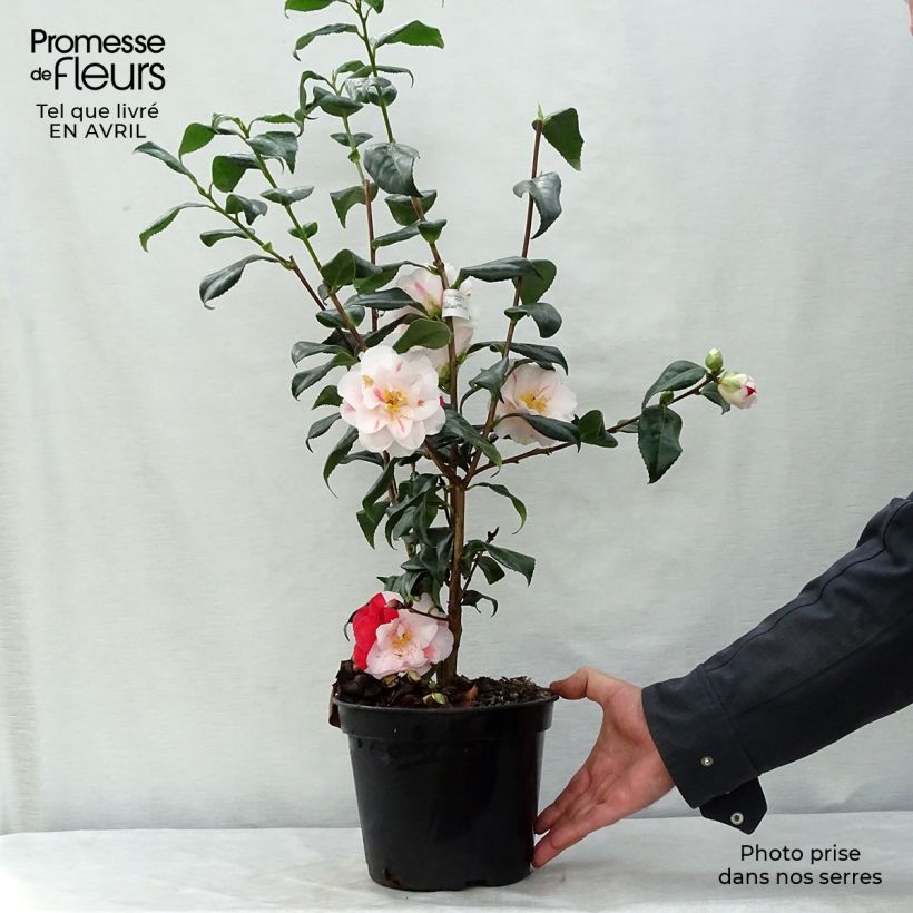 Example of Camélia Lady Vansittart - Camellia japonica Pot de 3L/4L as you get in printemps