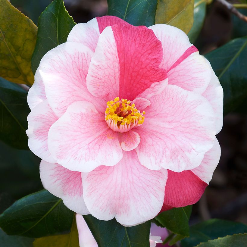 Camélia Lady Vansittart - Camellia japonica (Flowering)