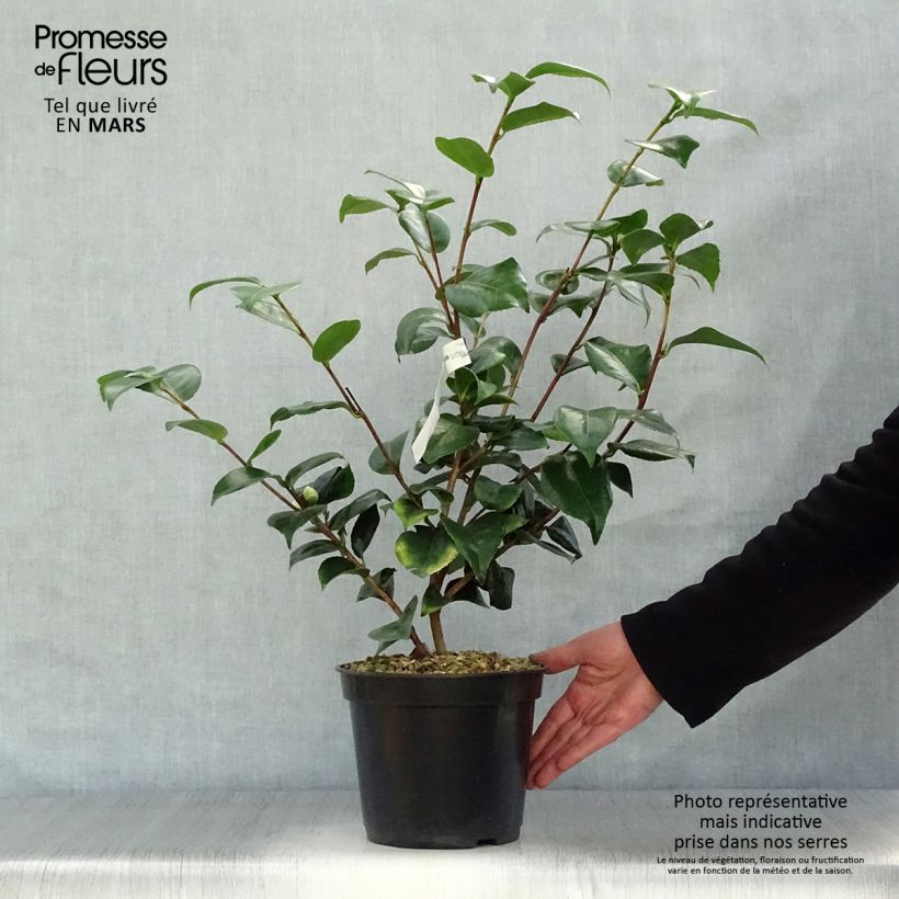 Example of Camélia Lavinia Maggi - Camellia japonica Pot de 3L/4L as you get in printemps