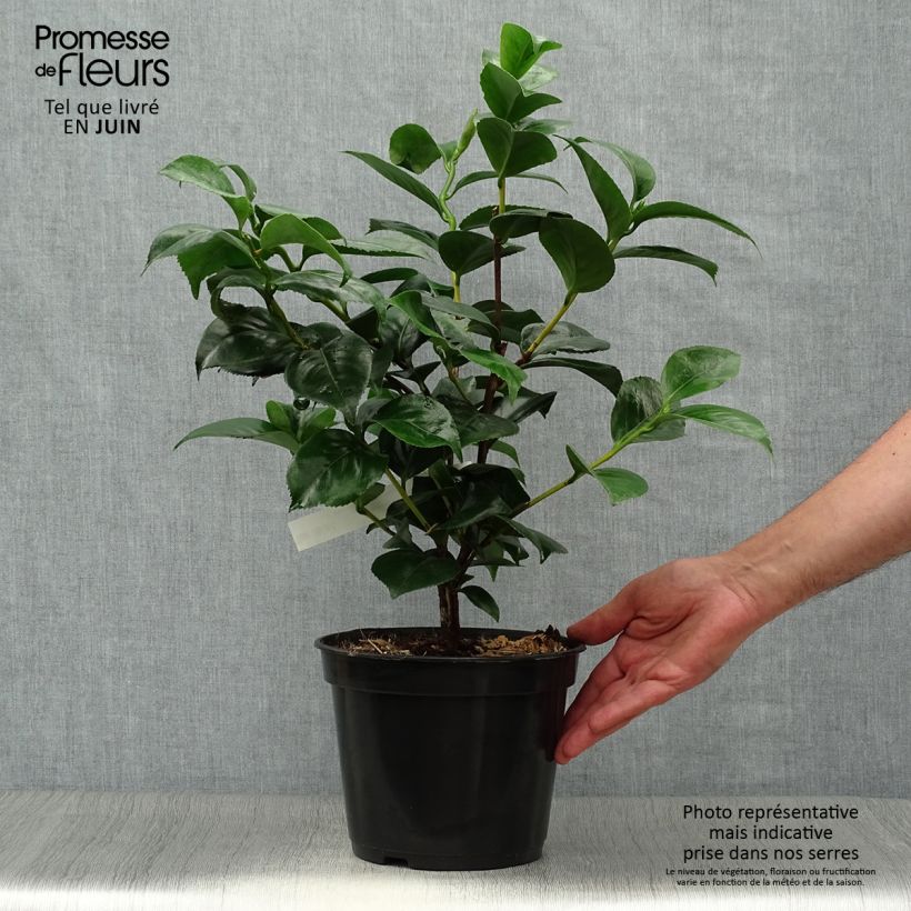 Spécimen de Camélia Lavinia Maggi - Camellia japonica Pot de 3L/4L tel que livré en été