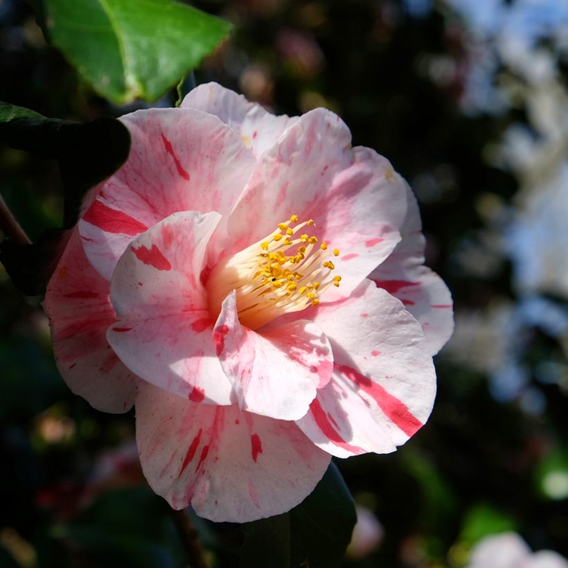 Camélia Lavinia Maggi - Camellia japonica (Flowering)