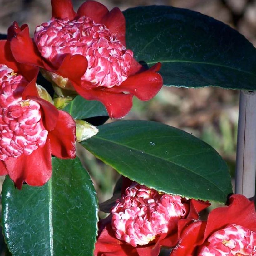Camélia Lipstick - Camellia japonica (Foliage)
