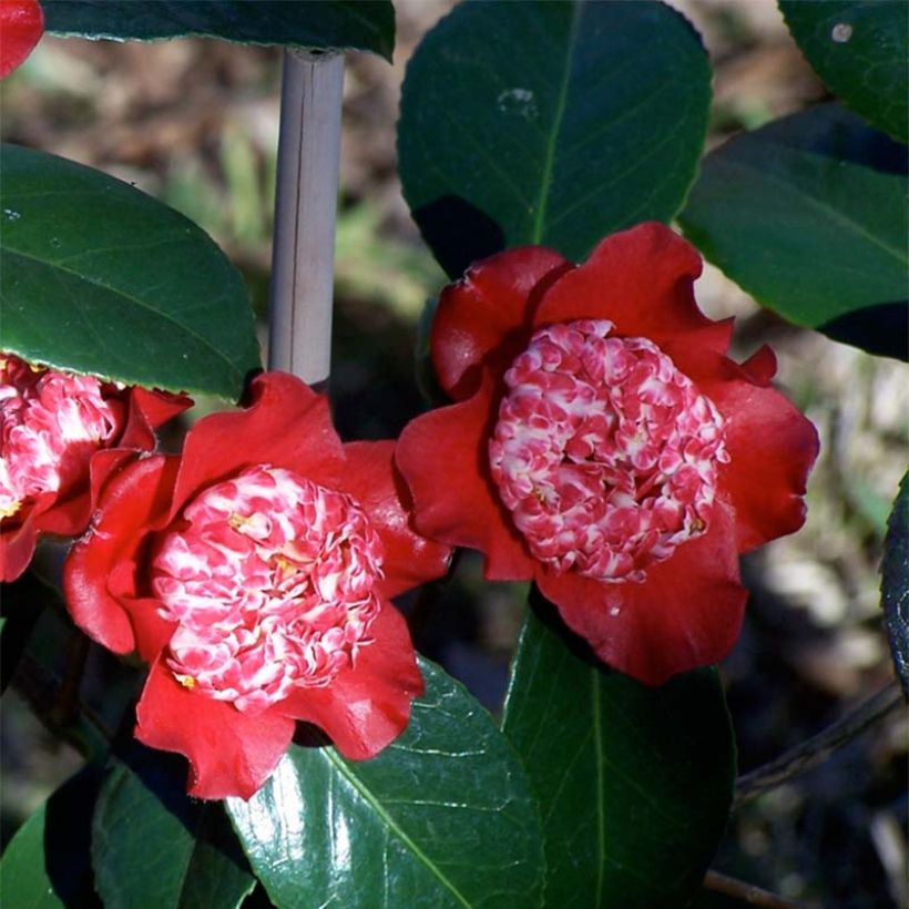 Camélia Lipstick - Camellia japonica (Flowering)