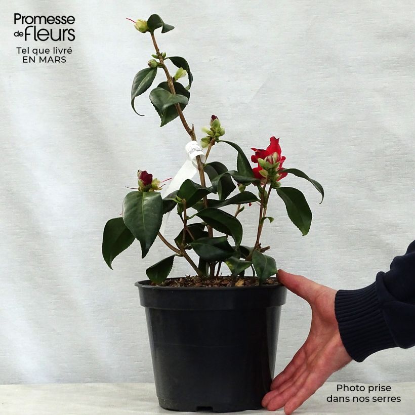 Example of Camélia Lipstick - Camellia japonica Pot de 4L/5L as you get in printemps