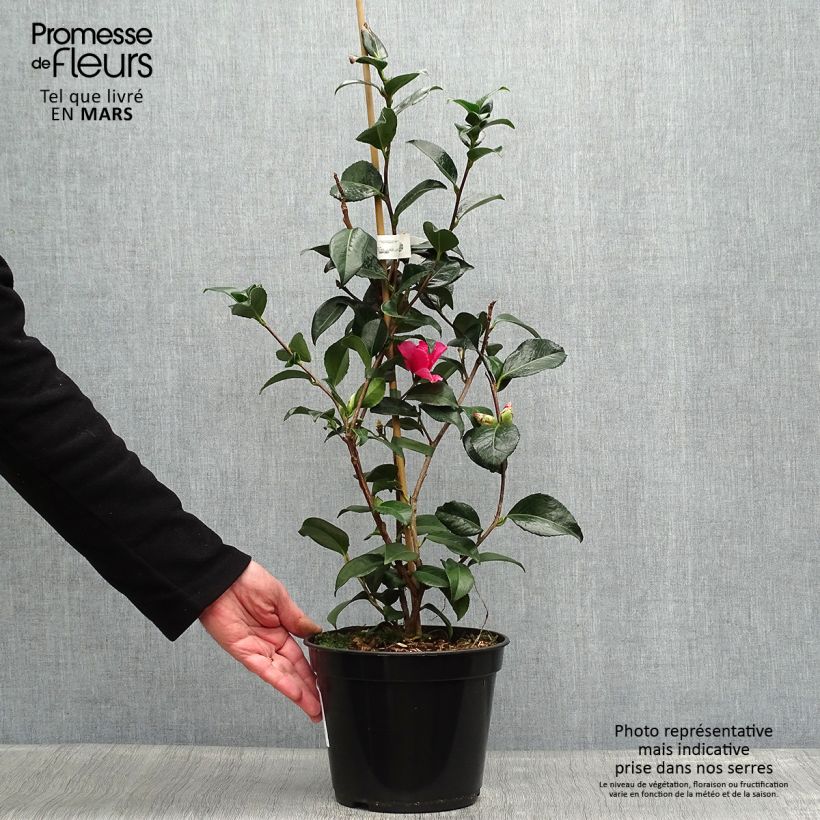 Example of Camélia Lucky Star - Camellia (x) williamsii Pot de 4L/5L as you get in printemps