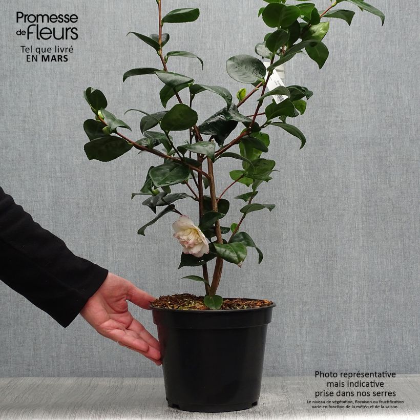 Example of Camélia Margaret Davis - Camellia japonica Pot de 3L/4L as you get in printemps