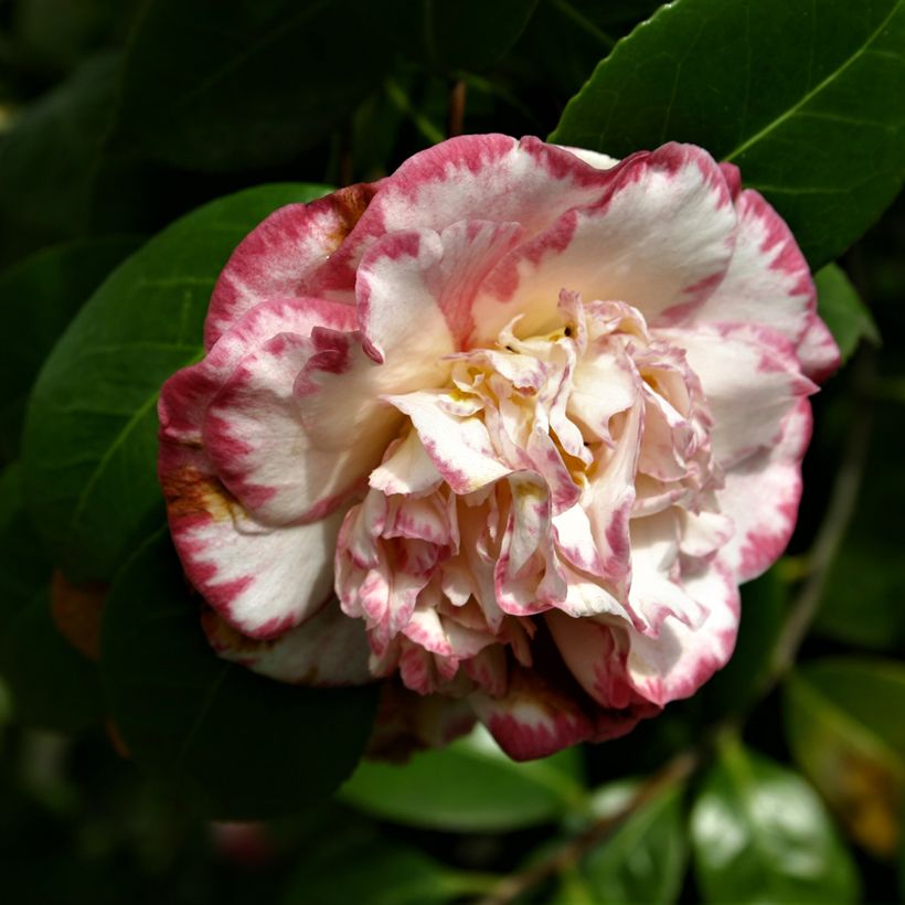 Camélia Margaret Davis - Camellia japonica (Flowering)