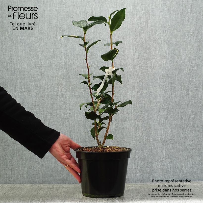 Example of Camélia Midnight Variegated - Camellia japonica Pot de 4L/5L as you get in printemps