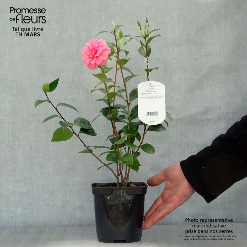 Example of Camélia Mrs. Tingley - Camellia japonica Pot de 3L/4L as you get in printemps