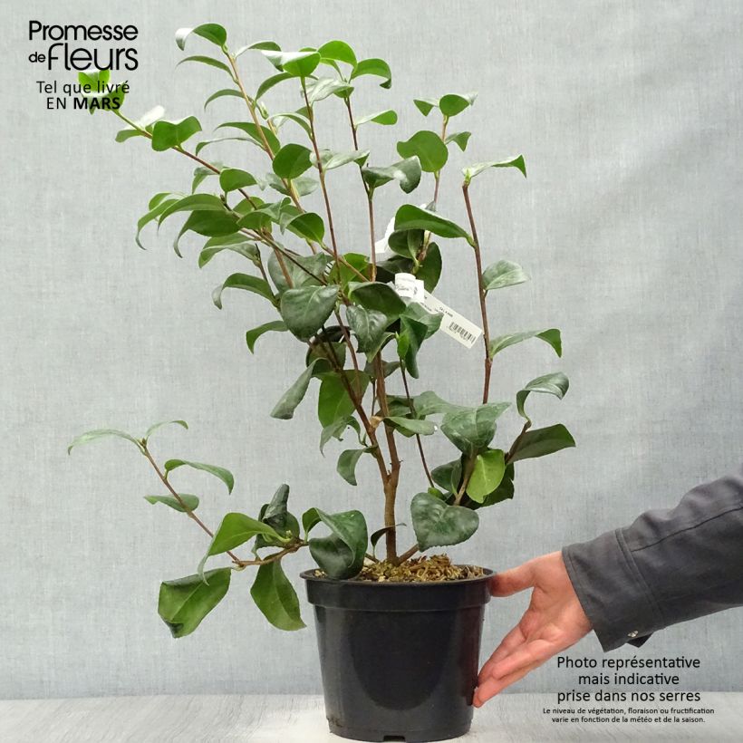 Example of Camélia Nobilissima - Camellia japonica  Pot de 4L/5L as you get in printemps