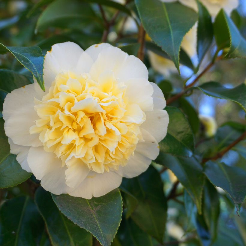 Camélia Nobilissima - Camellia japonica  (Flowering)