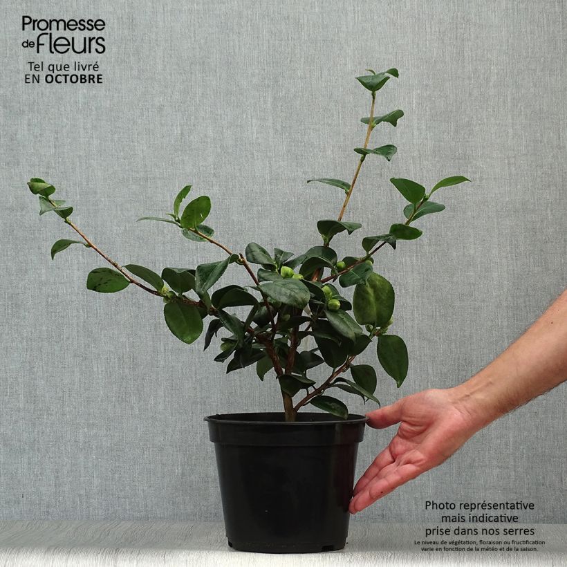 Spécimen de Camélia Okan - Camellia japonica de Higo Pot de 4L/5L tel que livré en automne