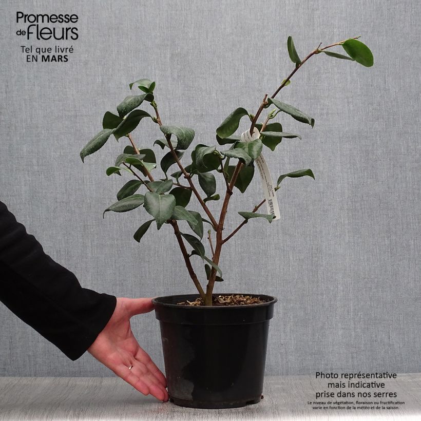 Example of Camélia Okan - Camellia japonica de Higo Pot de 4L/5L as you get in printemps