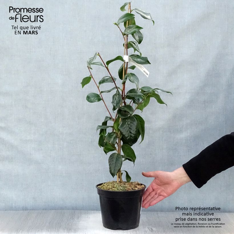Example of Camélia Paddy's Perfumed - Camellia japonica Pot de 4L/5L as you get in printemps