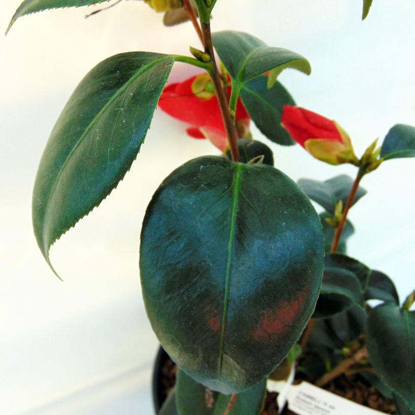 Camélia Robert Lasson - Camellia japonica (Foliage)