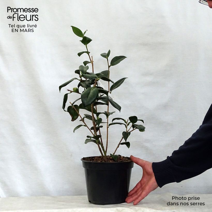 Example of Camélia Robert Lasson - Camellia japonica Pot de 4L/5L as you get in printemps