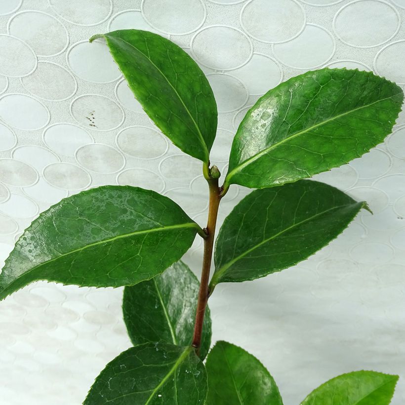 Camélia San dimas - Camellia japonica (Foliage)