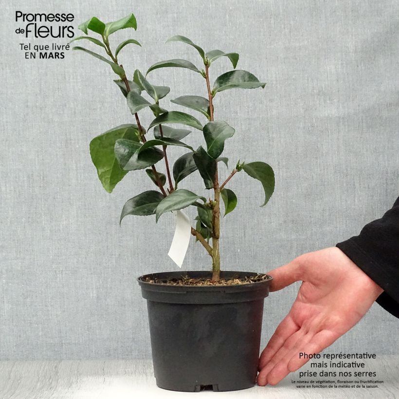 Example of Camélia San dimas - Camellia japonica Pot de 2L/3L as you get in printemps